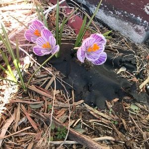 Meet your Posher, Lesley